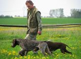 wye niemiecki, spinone italiano