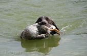 wye niemiecki, spinone italiano