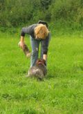 wye niemiecki, spinone italiano