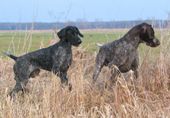 wye niemiecki, spinone italiano