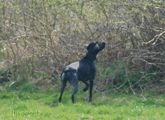 wye niemiecki, spinone italiano
