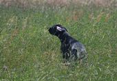 wye niemiecki, spinone italiano