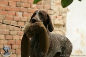 wye niemiecki, spinone italiano