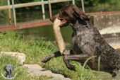 wye niemiecki, spinone italiano