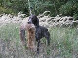 wye niemiecki, spinone italiano