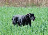 wye niemiecki, spinone italiano