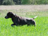 wye niemiecki, spinone italiano