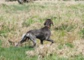 wye niemiecki, spinone italiano