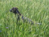 wye niemiecki, spinone italiano