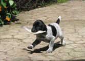 wye niemiecki, spinone italiano