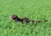 wye niemiecki, spinone italiano