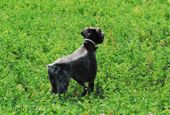 wye niemiecki, spinone italiano