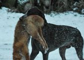 wye niemiecki, spinone italiano
