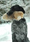 wye niemiecki, spinone italiano