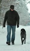 wye niemiecki, spinone italiano
