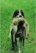 wye niemiecki, spinone italiano