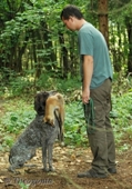 wye niemiecki, spinone italiano