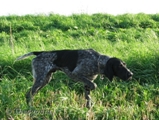 wye niemiecki, spinone italiano