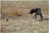 wye niemiecki, spinone italiano