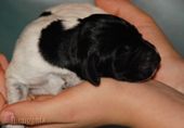 wye niemiecki, spinone italiano
