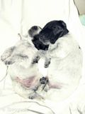 wye niemiecki, spinone italiano
