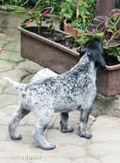 wye niemiecki, spinone italiano