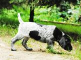 wye niemiecki, spinone italiano