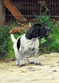 wye niemiecki, spinone italiano