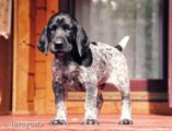 wye niemiecki, spinone italiano