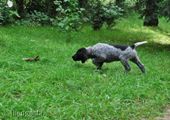wye niemiecki, spinone italiano