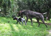 wye niemiecki, spinone italiano