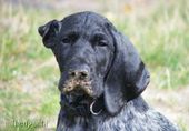 wye niemiecki, spinone italiano