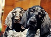 wye niemiecki, spinone italiano