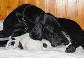 wye niemiecki, spinone italiano