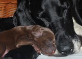 wye niemiecki, spinone italiano