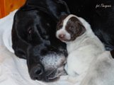 wye niemiecki, spinone italiano