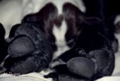 wye niemiecki, spinone italiano