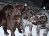 wye niemiecki, spinone italiano