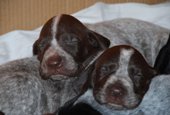 wye niemiecki, spinone italiano