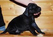 wye niemiecki, spinone italiano