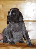 wye niemiecki, spinone italiano