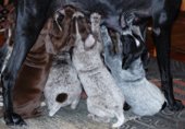 wye niemiecki, spinone italiano