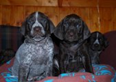wye niemiecki, spinone italiano