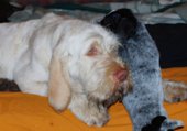 wye niemiecki, spinone italiano