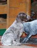 wye niemiecki, spinone italiano