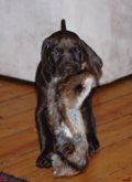 wye niemiecki, spinone italiano