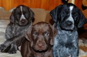 wye niemiecki, spinone italiano