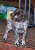 wye niemiecki, spinone italiano