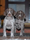 wye niemiecki, spinone italiano