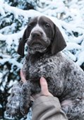wye niemiecki, spinone italiano